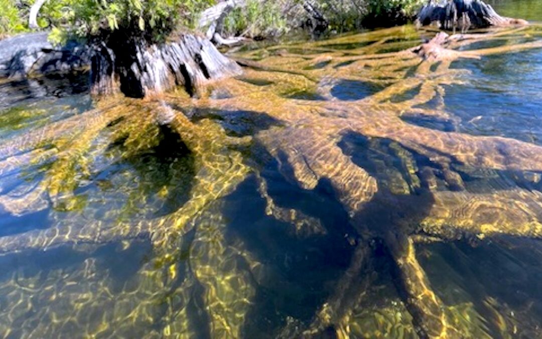 Friends of Lake Leelanau Makes First Grant